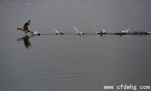 《水上漂》 李丽摄